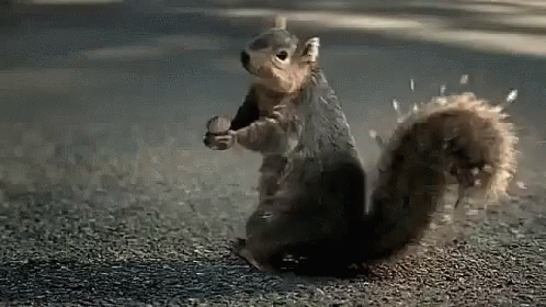 Squirrelscream GIF - Squirrelscream - Discover & Share GIFs | Squirrel  funny, Squirrel, Daddies