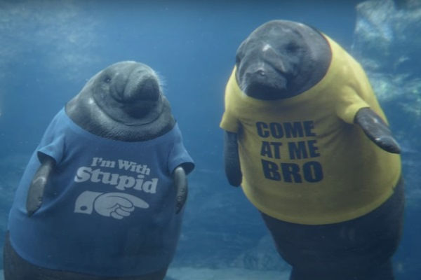 Image result for geico manatee commercial
