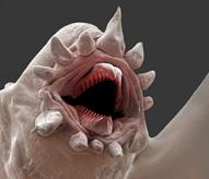 Image result for microscopic monsters
