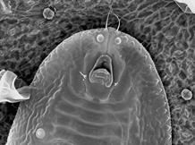 Image result for microscopic monsters